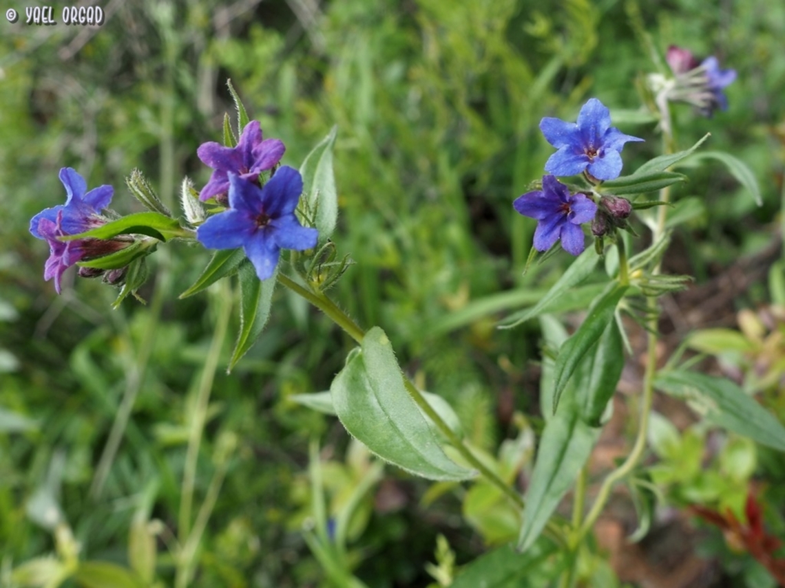 Aegonychon purpurocaeruleum  Aegonychon purpurocaeruleum,Geotagged,Italy,Purple Gromwell,Spring