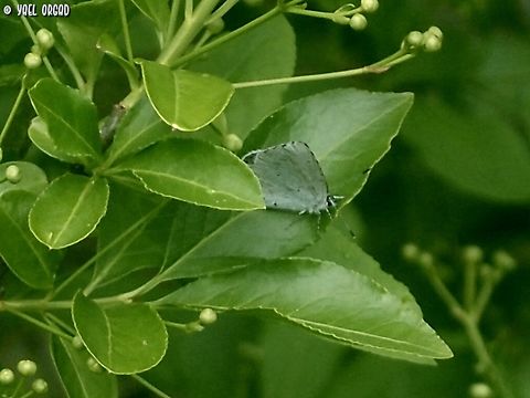 Celastrina argiolus  Celastrina argiolus,Geotagged,Holly Blue,Italy,Spring
