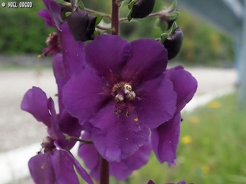 Verbascum phoeniceum also: 
https://www.jungledragon.com/image/149949/verbascum_phoeniceum.html
and: 
https://www.jungledragon.com/image/149948/verbascum_phoeniceum.html Geotagged,Italy,Spring,Verbascum Phoeniceum,Verbascum phoeniceum