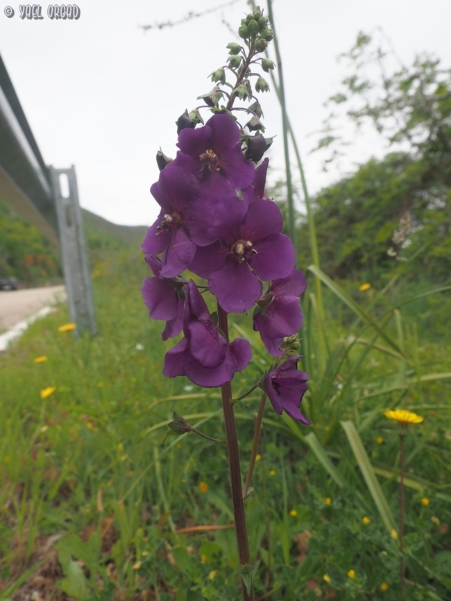 Verbascum phoeniceum <figure class="photo"><a href="https://www.jungledragon.com/image/149949/verbascum_phoeniceum.html" title="Verbascum phoeniceum"><img src="https://s3.amazonaws.com/media.jungledragon.com/images/3519/149949_thumb.jpg?AWSAccessKeyId=05GMT0V3GWVNE7GGM1R2&Expires=1759968010&Signature=DlqMY%2F7nhHGPVBSbFNNufoIUUQo%3D" width="70" height="152" alt="Verbascum phoeniceum it&#039;s my first encounter with a non-yellow Verbascum, it took me a few seconds to understand what am I seeing... :-) <br />
close up:<br />
https://www.jungledragon.com/image/149947/verbascum_phoeniceum.html<br />
another view: <br />
https://www.jungledragon.com/image/149948/verbascum_phoeniceum.html Geotagged,Italy,Spring,Verbascum Phoeniceum,Verbascum phoeniceum" /></a></figure><br />
<figure class="photo"><a href="https://www.jungledragon.com/image/149947/verbascum_phoeniceum.html" title="Verbascum phoeniceum"><img src="https://s3.amazonaws.com/media.jungledragon.com/images/3519/149947_thumb.JPG?AWSAccessKeyId=05GMT0V3GWVNE7GGM1R2&Expires=1759968010&Signature=GxnmE4mCtZxPgBxhbt06vtN6%2Bhw%3D" width="200" height="150" alt="Verbascum phoeniceum also: <br />
https://www.jungledragon.com/image/149949/verbascum_phoeniceum.html<br />
and: <br />
https://www.jungledragon.com/image/149948/verbascum_phoeniceum.html Geotagged,Italy,Spring,Verbascum Phoeniceum,Verbascum phoeniceum" /></a></figure> Geotagged,Italy,Spring,Verbascum Phoeniceum,Verbascum phoeniceum