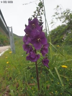Verbascum phoeniceum https://www.jungledragon.com/image/149949/verbascum_phoeniceum.html
https://www.jungledragon.com/image/149947/verbascum_phoeniceum.html Geotagged,Italy,Spring,Verbascum Phoeniceum,Verbascum phoeniceum