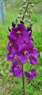 Verbascum phoeniceum it's my first encounter with a non-yellow Verbascum, it took me a few seconds to understand what am I seeing... :-) 
close up:
https://www.jungledragon.com/image/149947/verbascum_phoeniceum.html
another view: 
https://www.jungledragon.com/image/149948/verbascum_phoeniceum.html Geotagged,Italy,Spring,Verbascum Phoeniceum,Verbascum phoeniceum