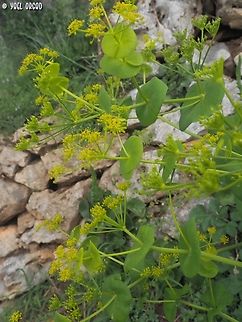 Smyrnium perfoliatum  Geotagged,Italy,Smyrnium perfoliatum,Spring,Yellow Alexanders