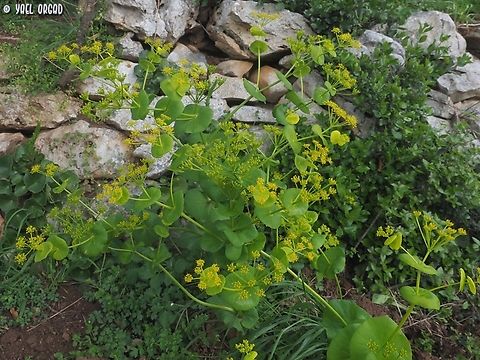 Smyrnium perfoliatum  Geotagged,Italy,Smyrnium perfoliatum,Spring,Yellow Alexanders
