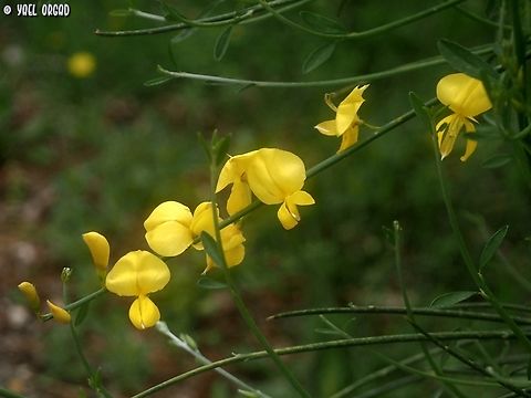 Spartium junceum  Geotagged,Italy,Spanish Broom,Spartium junceum,Spring
