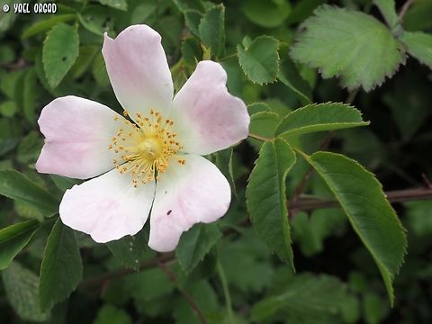 Rosa canina  Dog Rose,Geotagged,Italy,Rosa canina,Spring