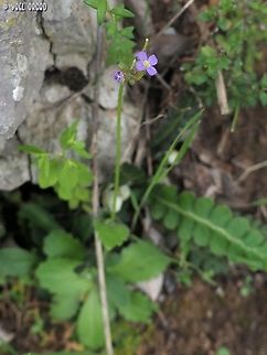 Arabis verna  Arabis verna,Geotagged,Italy,Spring