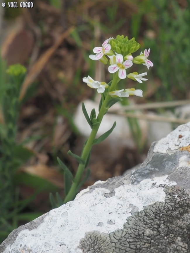 Aethionema saxatile  Aethionema,Aethionema saxatile,Geotagged,Italy,Spring