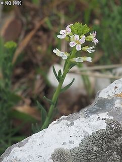 Aethionema saxatile  Aethionema,Aethionema saxatile,Geotagged,Italy,Spring