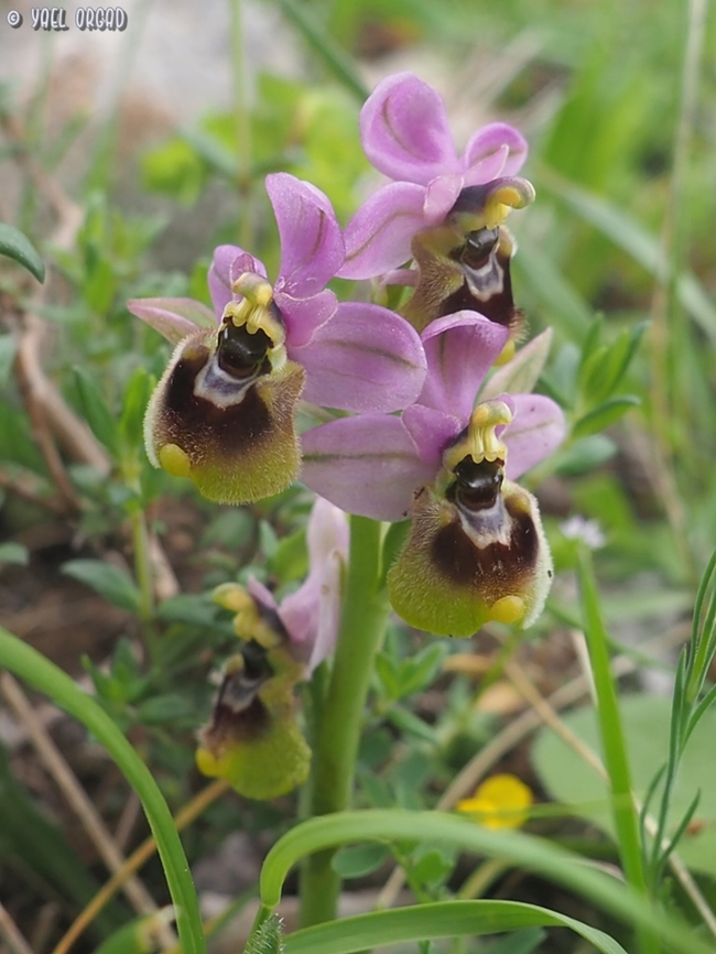 Ophrys tenthredinifera ssp. Neglecta  Geotagged,Italy,Ophrys tenthredinifera,Sawfly Orchid,Spring