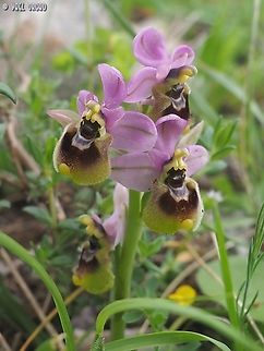 Ophrys tenthredinifera ssp. Neglecta  Geotagged,Italy,Ophrys tenthredinifera,Sawfly Orchid,Spring