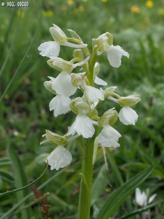Anacamptis morio - albino  Anacamptis morio,Geotagged,Green-winged Orchid,Italy,Spring