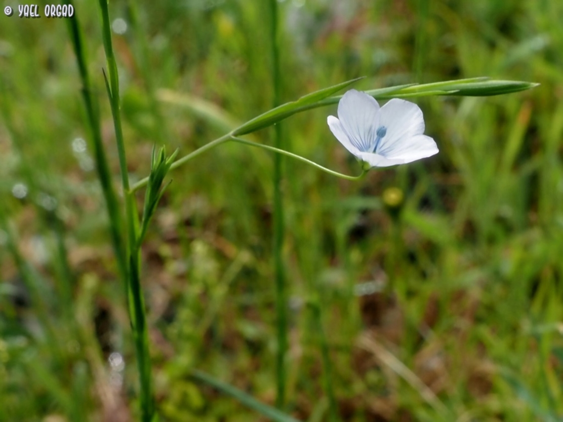 Linum bienne  Geotagged,Italy,Linum bienne,Pale Flax,Spring