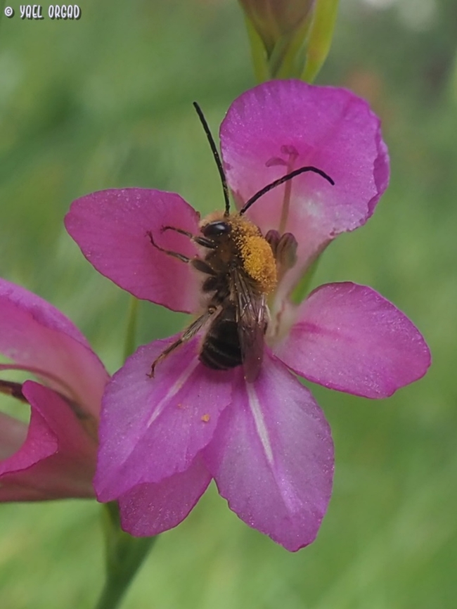 Eucera sp. on Gladiolus italicus if I knew the bee&#039;s exact species, I&#039;d put it instead of the Gladiolus as species...  Geotagged,Gladiolus italicus,Italian Gladiolus,Italy,Spring