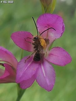 Eucera sp. on Gladiolus italicus if I knew the bee's exact species, I'd put it instead of the Gladiolus as species...  Geotagged,Gladiolus italicus,Italian Gladiolus,Italy,Spring