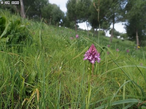Anacamptis pyramidalis  Anacamptis pyramidalis,Geotagged,Italy,Pyramidal Orchid,Spring