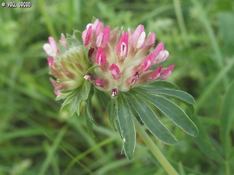 Anthyllis vulneraria ssp. rubriflora  Anthyllis vulneraria,Common Kidneyvetch,Geotagged,Italy,Spring
