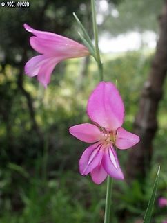 Gladiolus italicus in Italy :-)  Geotagged,Gladiolus italicus,Italian Gladiolus,Italy,Spring