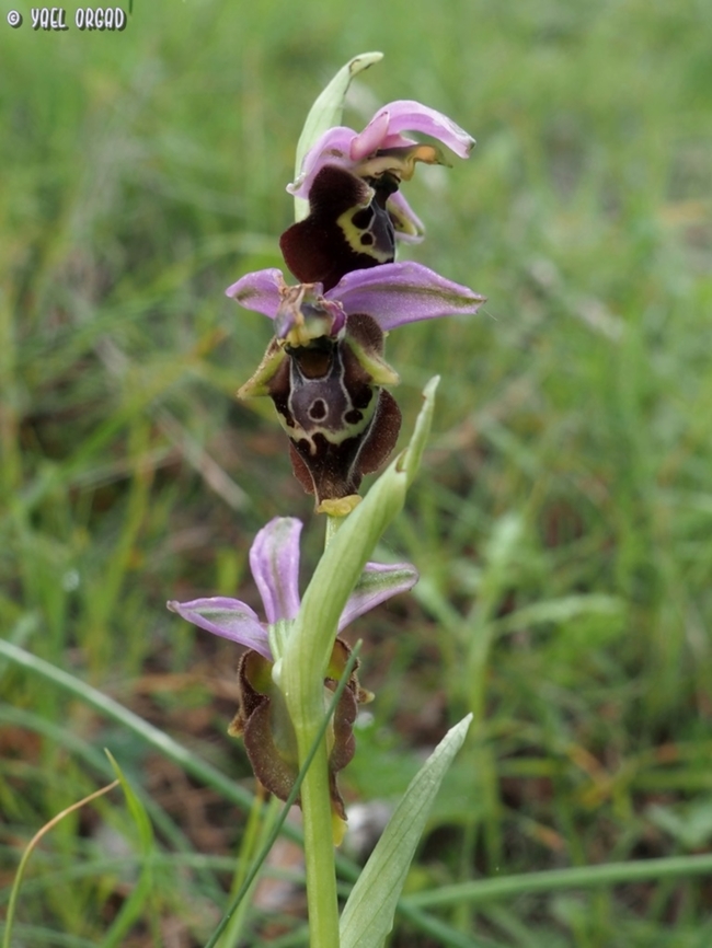 Ophrys holosericea ssp. apulica  Geotagged,Italy,Ophrys holosericea,Spring