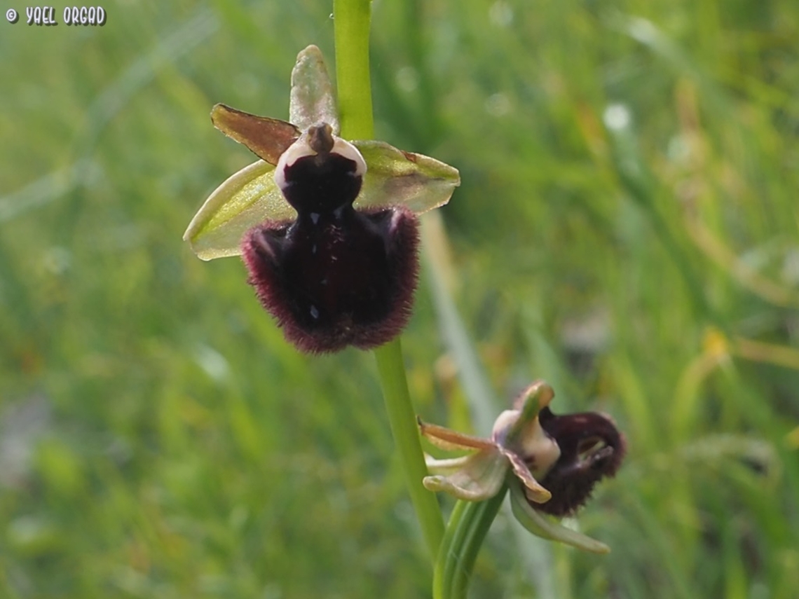 Ophrys sphegodes ssp. atrata - black with almost no drawings  Early Spider-Orchid,Geotagged,Italy,Ophrys sphegodes,Spring