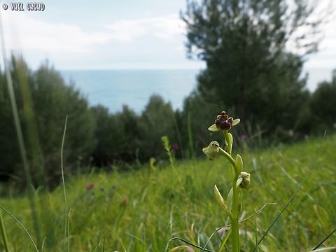Ophrys bombyliflora  Bumblebee orchid,Geotagged,Italy,Ophrys bombyliflora,Spring