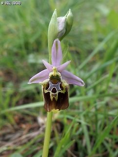 Ophrys holosericea ssp. apulica  Geotagged,Italy,Ophrys holosericea,Spring