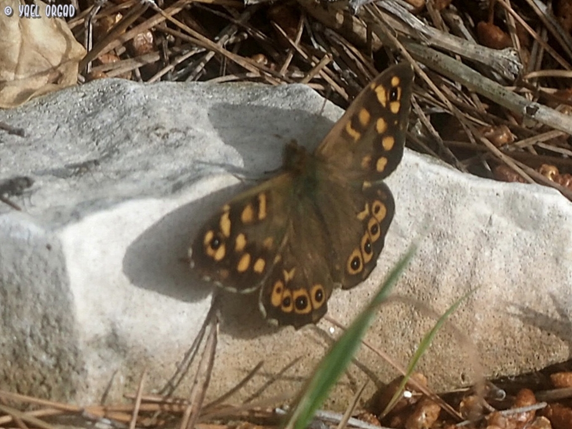 Pararge aegeria ssp. tircis  Geotagged,Italy,Pararge aegeria,Speckled Wood,Spring
