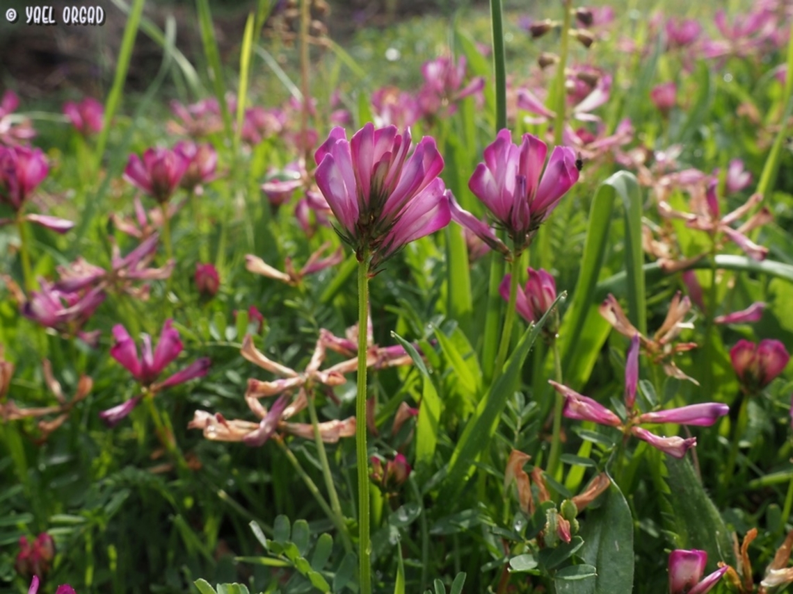 Sulla glomerata  Geotagged,Italy,Spring,Sulla glomerata