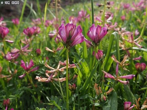 Sulla glomerata  Geotagged,Italy,Spring,Sulla glomerata