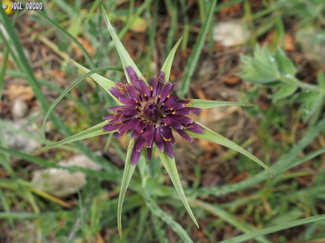 Tragopogon porrifolius  Geotagged,Italy,Purple salsify,Spring,Tragopogon porrifolius