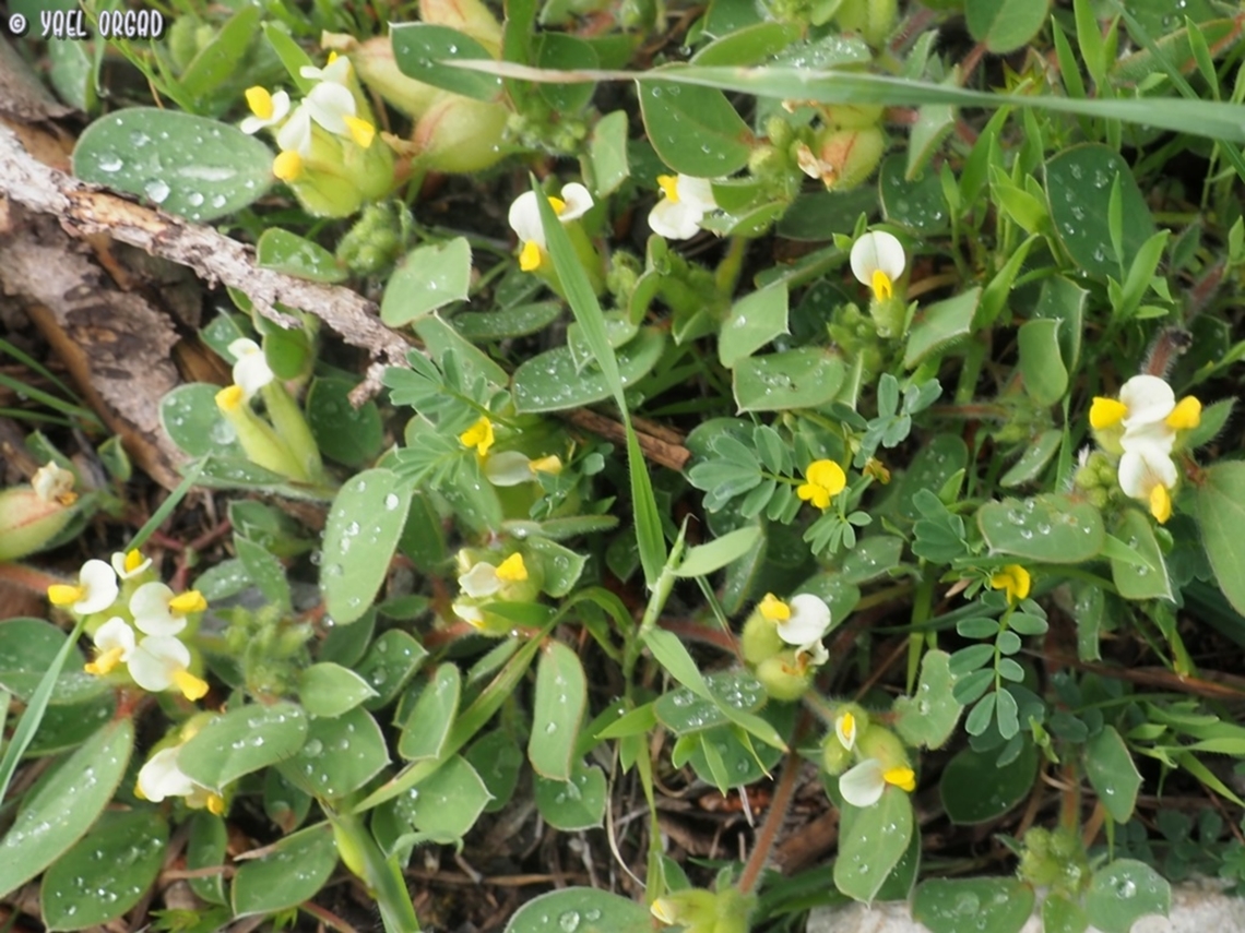Tripodion tetraphyllum  Bladder Vetch,Geotagged,Italy,Spring,Tripodion tetraphyllum