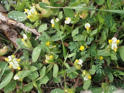 Tripodion tetraphyllum  Bladder Vetch,Geotagged,Italy,Spring,Tripodion tetraphyllum