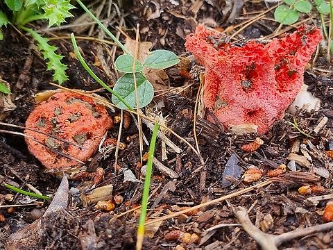 Clathrus ruber a very odd mushroom :-)
 Clathrus ruber,Geotagged,Italy,Latticed stinkhorn,Spring