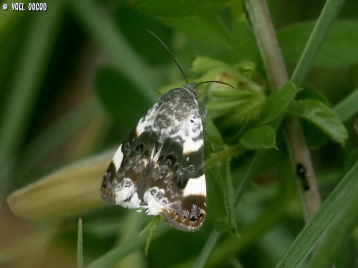 Acontia lucida  Acontia lucida,Geotagged,Italy,Pale Shoulder,Spring