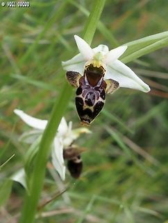 Ophrys scolopax ssp. scolopax  Geotagged,Italy,Ophrys scolopax,Spring,Woodcock bee-orchid