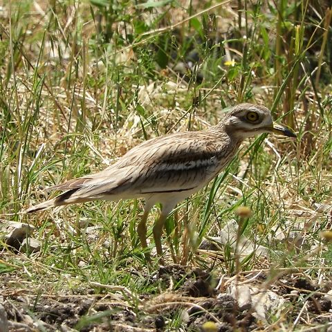 Burhinus oedicnemus  Burhinus oedicnemus,Eurasian stone-curlew,Geotagged,Israel,Spring