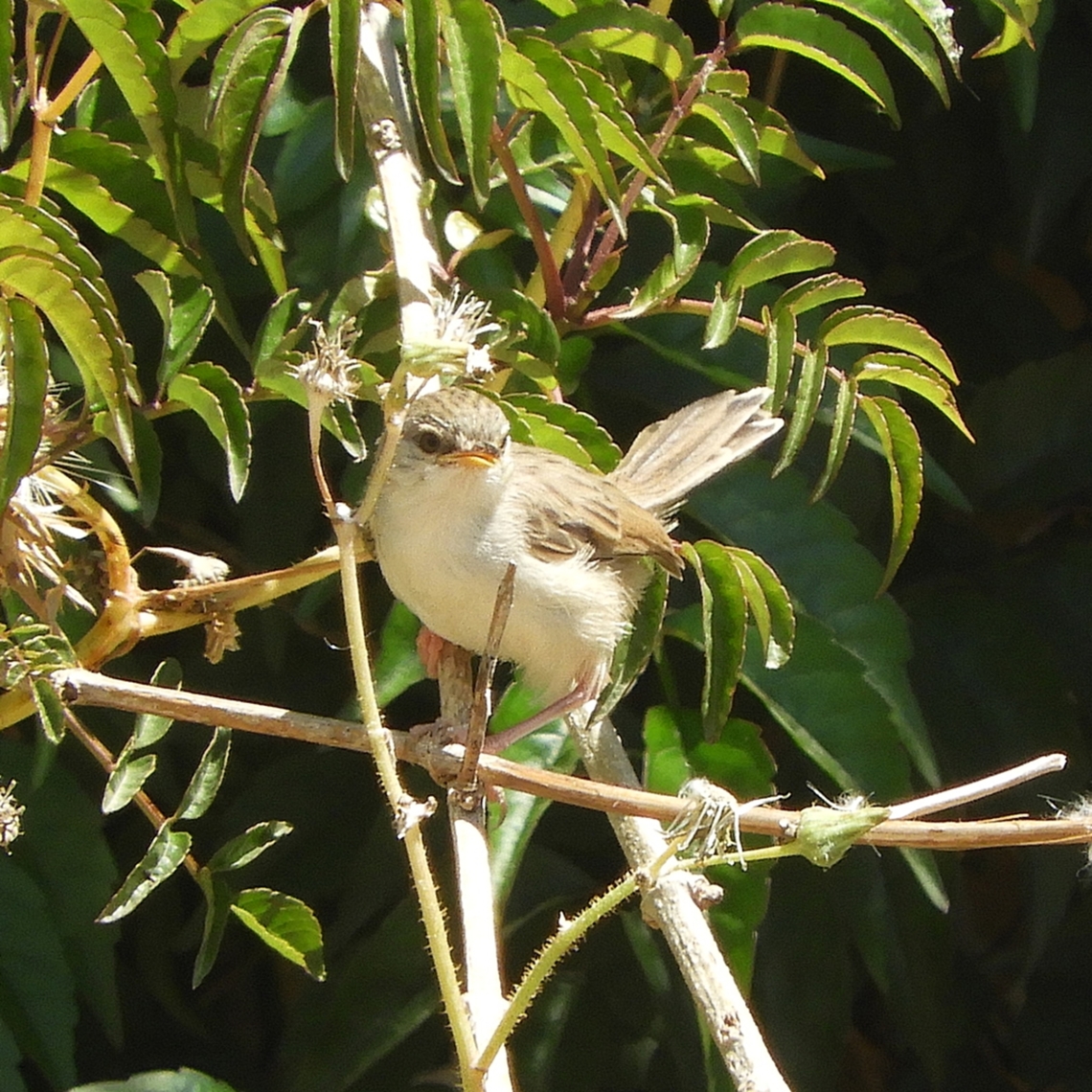 Prinia gracilis  Geotagged,Graceful Prinia,Israel,Prinia gracilis,Spring