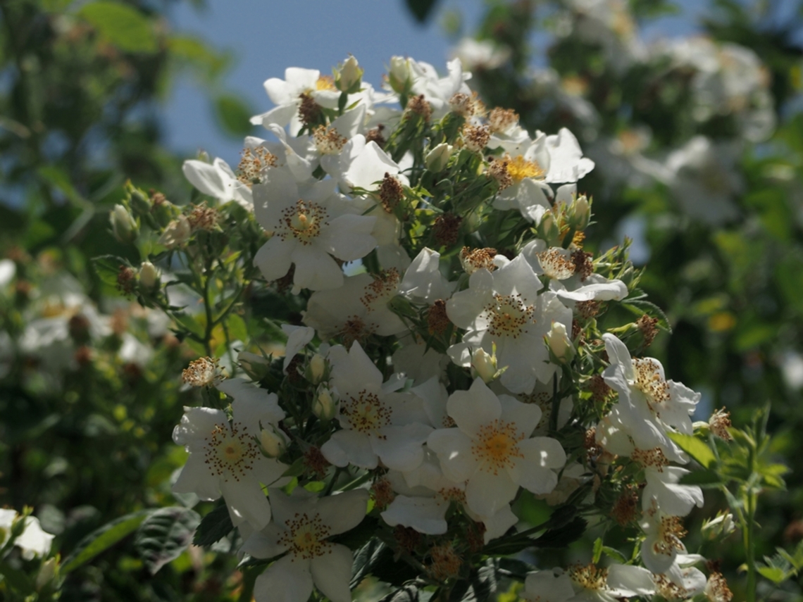Rosa phoenicia  Geotagged,Israel,Rosa phoenicia,Spring