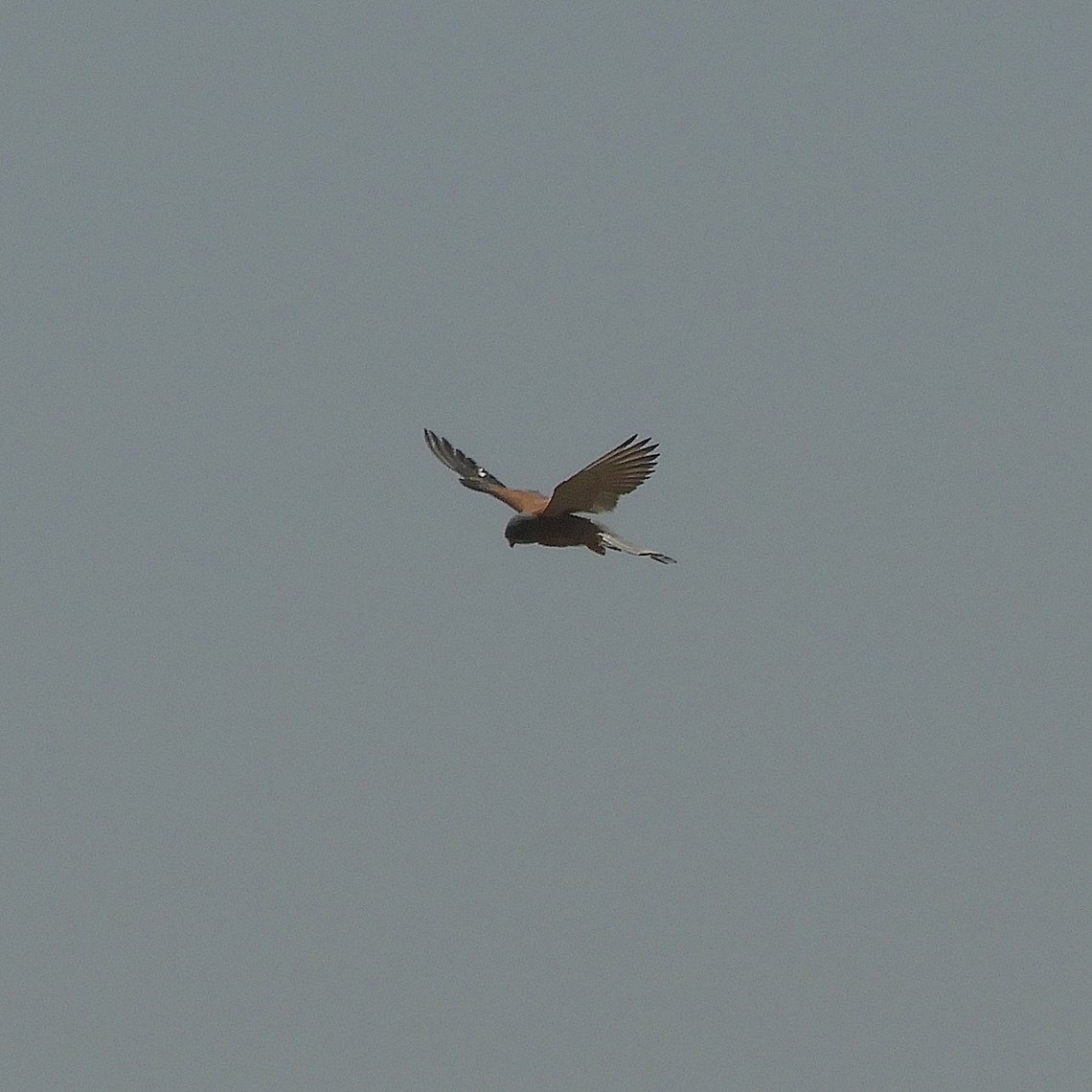 Falco naumanni  Falco naumanni,Geotagged,Israel,Lesser Kestrel,Spring