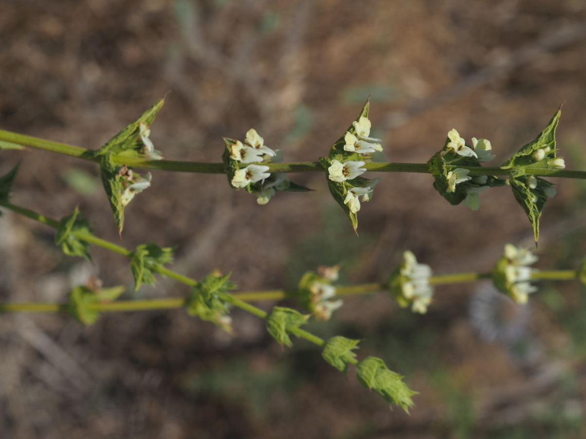 Sideritis pullulans  Geotagged,Israel,Sideritis pullulans,Spring