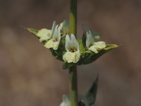 Sideritis pullulans  Geotagged,Israel,Sideritis pullulans,Spring