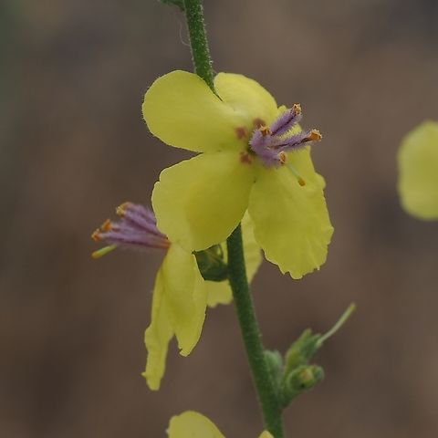 Verbascum gaillardotii  Geotagged,Israel,Spring,Verbascum gaillardotii