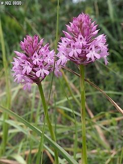 Anacamptis pyramidalis  Anacamptis pyramidalis,Geotagged,Italy,Pyramidal Orchid,Spring