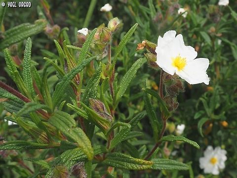 Cistus monspeliensis  Cistus monspeliensis,Geotagged,Italy,Montpellier cistus,Spring