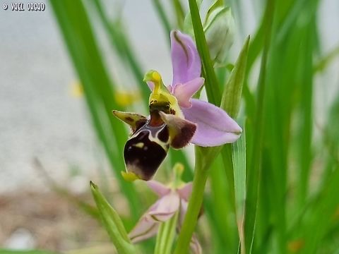 Ophrys scolopax subsp. cornuta or Ophrys oestrifera ssp. montis-gargani Geotagged,Italy,Ophrys scolopax,Spring,Woodcock bee-orchid