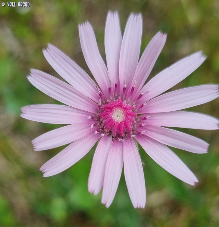 Crepis rubra  Crepis rubra,Geotagged,Italy,Pink Hawk's-Beard,Spring