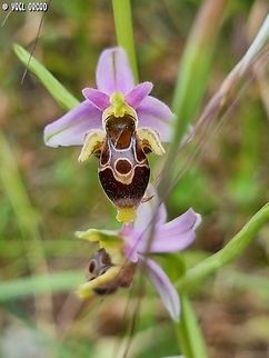 "A loved child has many names" a friend of mine taught me this Finnish saying. with Ophryses it's usually correct, and this one sure has many names... it took me some time to find the name. 
Officially it is: Ophrys scolopax subsp. cornuta
it has over 40 different synonyms, one of them is named after the Gargano Peninsula in Italy (where I met this Ophrys) - Ophrys oestrifera ssp. montis-gargani Amazonian Horned Frog,Ceratophrys cornuta,Geotagged,Italy,Ophrys scolopax,Spring,Woodcock bee-orchid