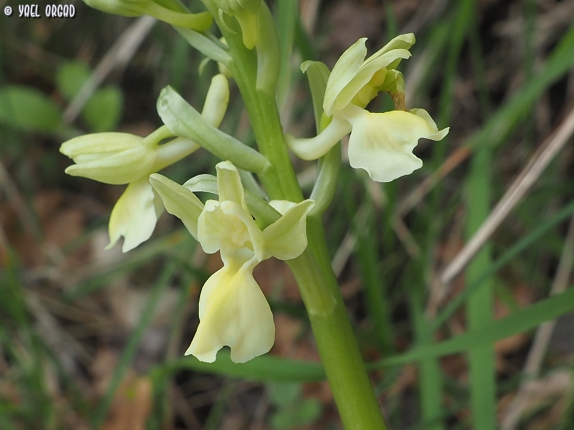 Orchis provincialis  Geotagged,Italy,Orchis provincialis,Provence orchis,Spring