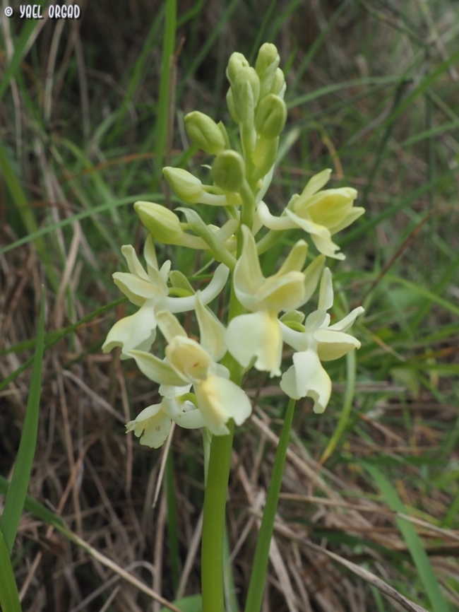 Orchis provincialis  Geotagged,Italy,Orchis provincialis,Provence orchis,Spring