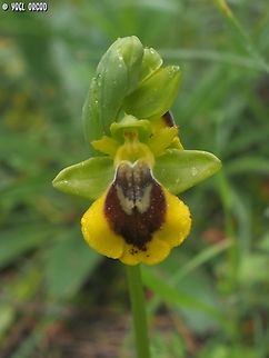 Ophrys lutea  Geotagged,Italy,Ophrys lutea,Spring,Yellow Bee-orchid